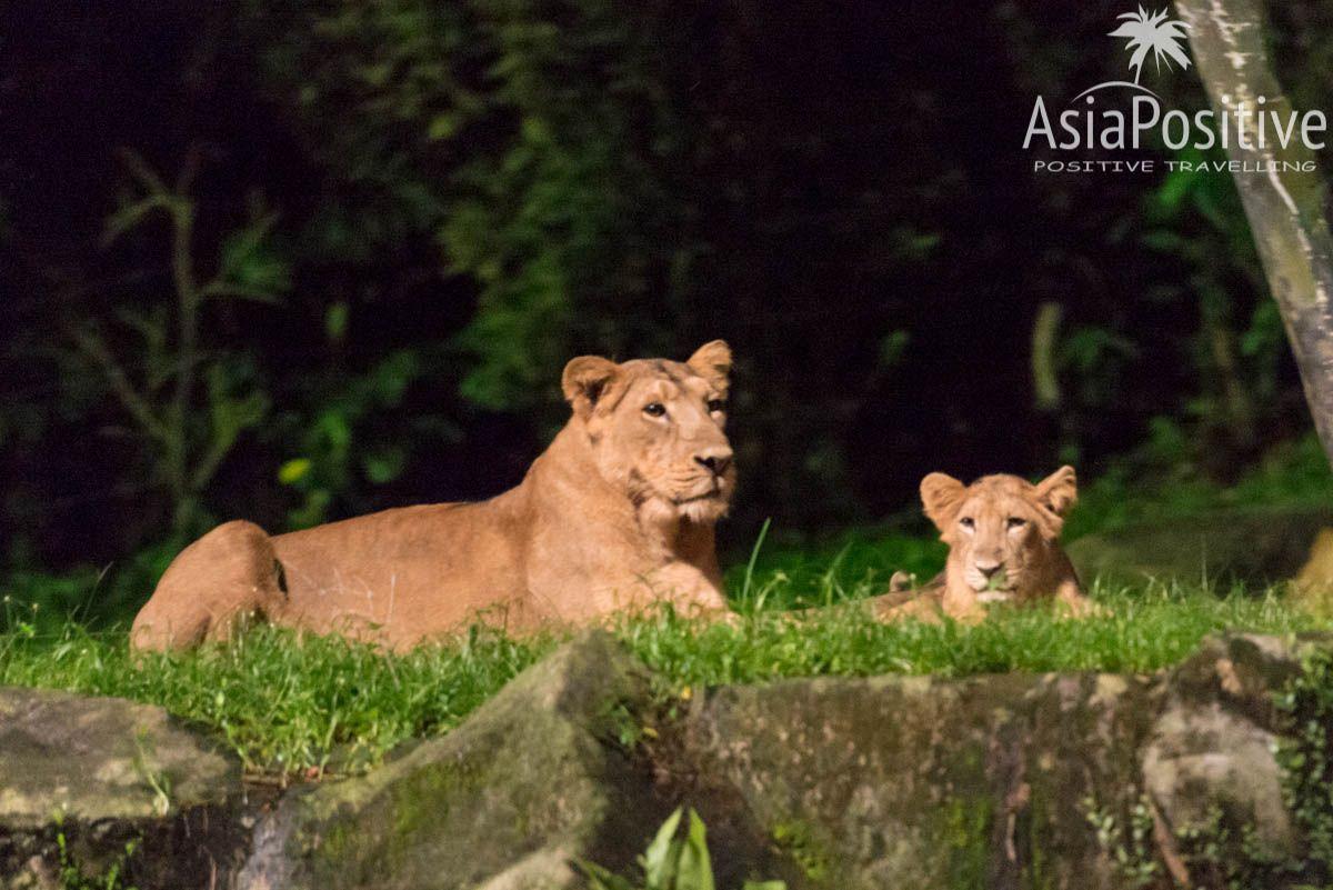 Львы в Ночном зоопарке (Night Safary)