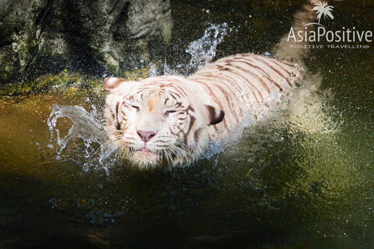 Постарайтесь оказаться возле белых тигров во время кормления