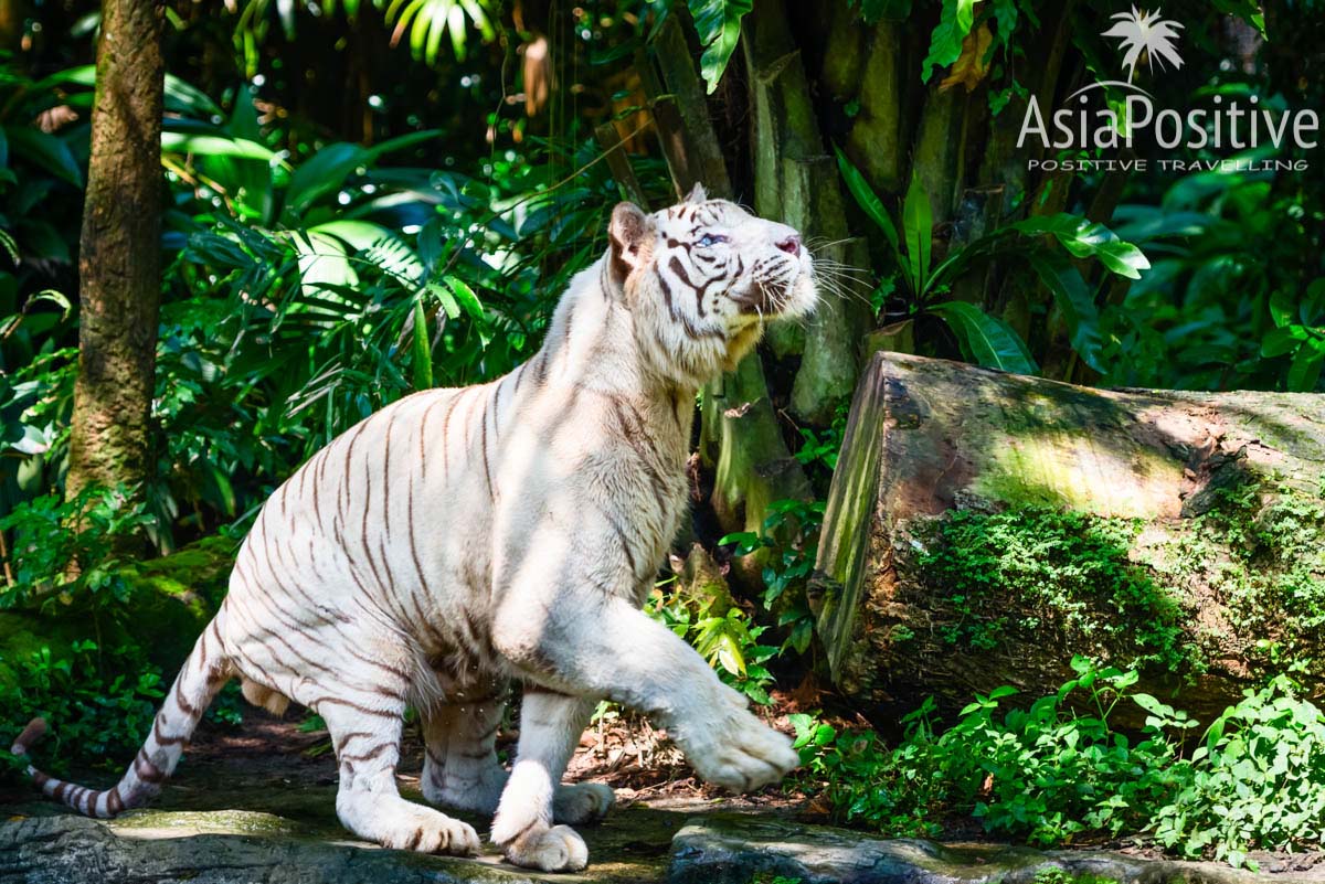 Белый тигр в зоопарке Сингапура | Детальный маршрут по Сингапуру на 2 дня - посетить самые интересные места и посмотреть самые незабываемые достопримечательности Сингапура за 48 часов. | Что посмотреть в Сингапуре за 2 дня