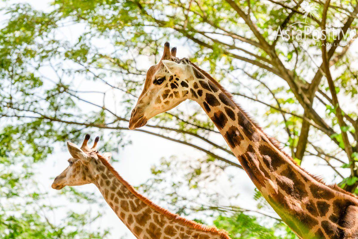 Жирафов в Сингапурском зоопарке можно кормить с рук | Самая необходимая информация о Сингапурском зоопарке: как быстрее и дешевле добраться, когда лучше приезжать, где выгоднее купить билеты, что стоит с собой взять, как увидеть всё самое интересное.| Сингапурский зоопарк: о чём стоит знать каждому туристу