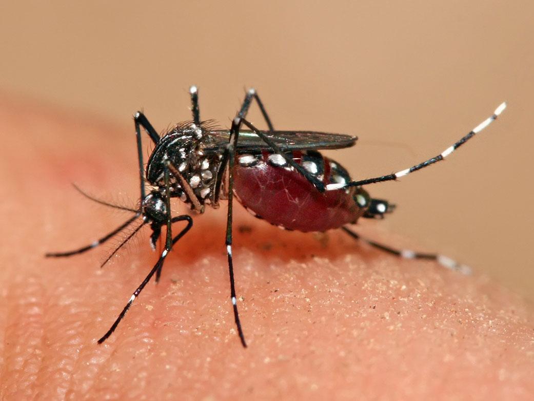 Комар (мокит) Aedes aegypti переносит возбудителя лихорадки Денге | Лихорадка Денге - чем опасна и как не заболеть | Путешествия и отдых в тропических странах с AsiaPositive.com