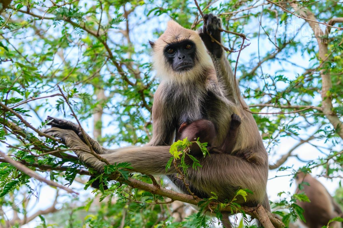 Wild monkeys can be aggressive in defense