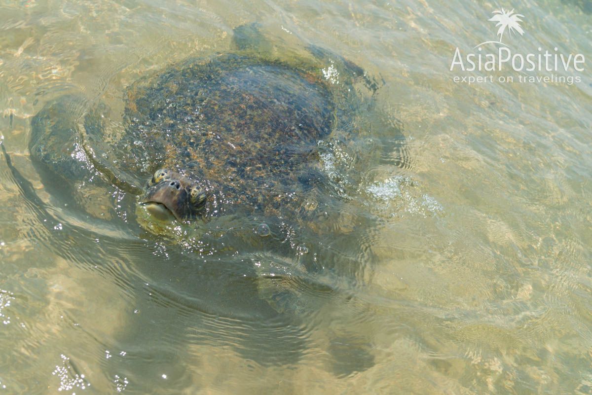 Поплавать с черепахами можно на пляже Хиккадува | Маршрут путешествия по Шри-Ланке | AsiaPositive.com