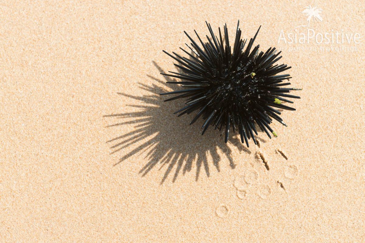 You can step on such a sea urchin if you walk barefoot on a rocky see bottom