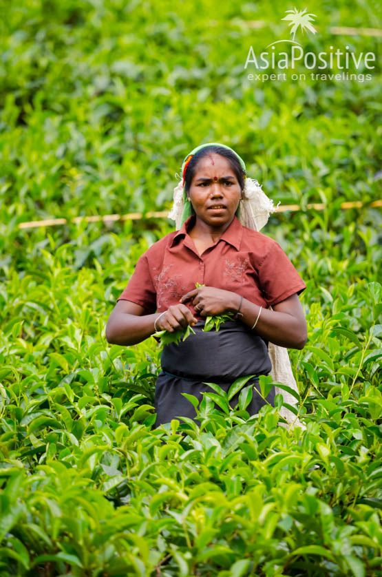 Сборщица чая (Нувара Элия, Шри-Ланка) | Путешествия AsiaPositive.com