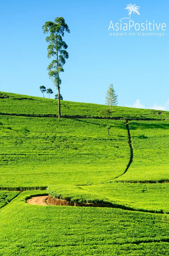 Чайные плантации по дороге в Нувара Элия | Шри-Ланка | Путешествия с AsiaPositive.com
