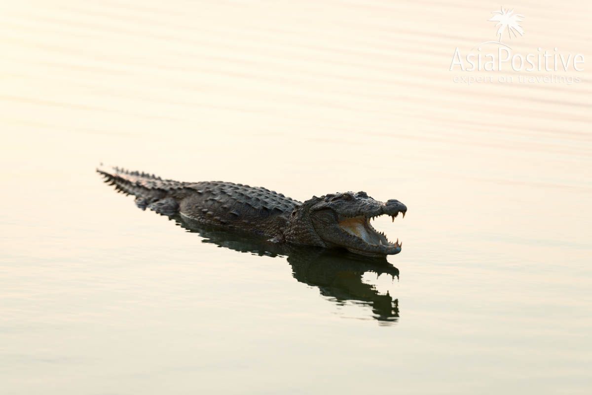 You can see the largest and most exciting animals in Sri Lanka in national parks.