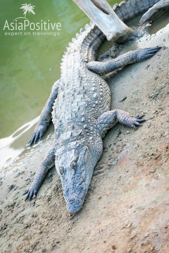 Крокодил в нац парке Яла | Детальный план - маршрут для самостоятельного путешествия по самым интересным достопримечательностям и самым красивым местам Шри-Ланки и пляжного отдыха на 2 недели (12-14 дней). | Путешествия по Азии AsiaPositive.com