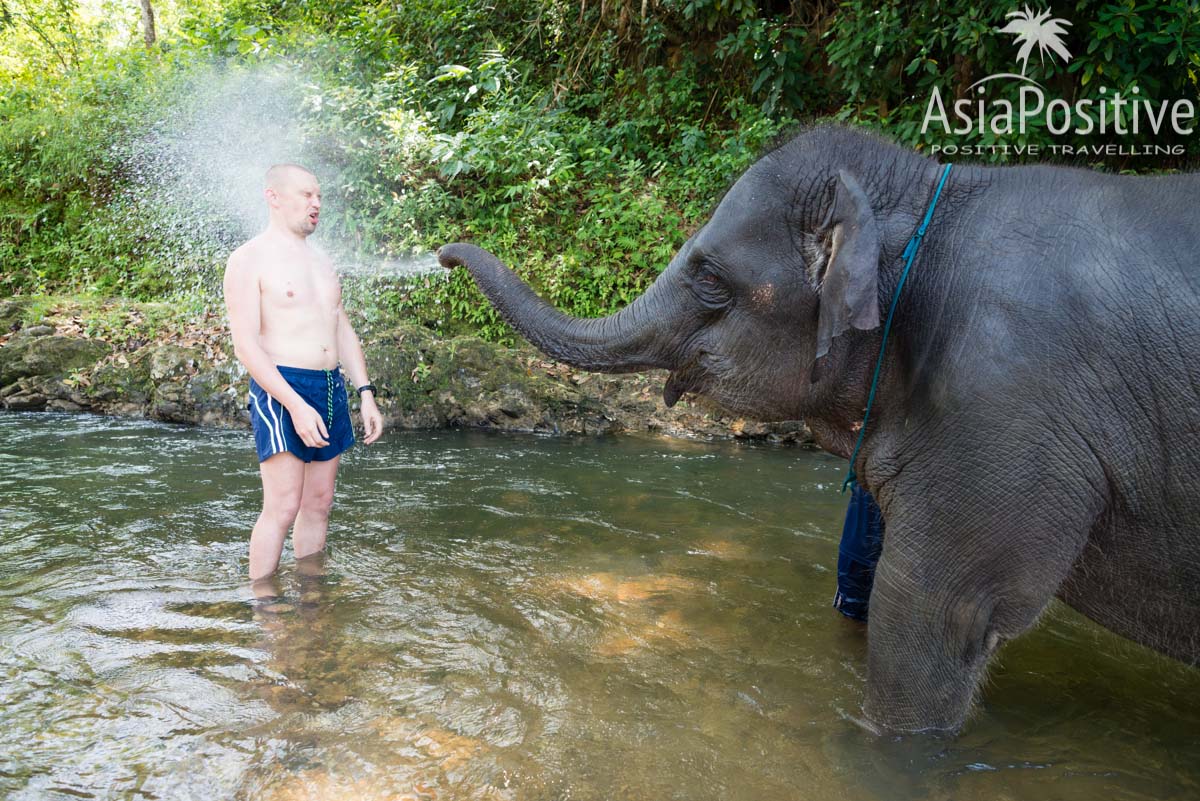 Общение со слонами | Экскурсия с Пхукета в Као Лак | Таиланд с AsiaPositive.com