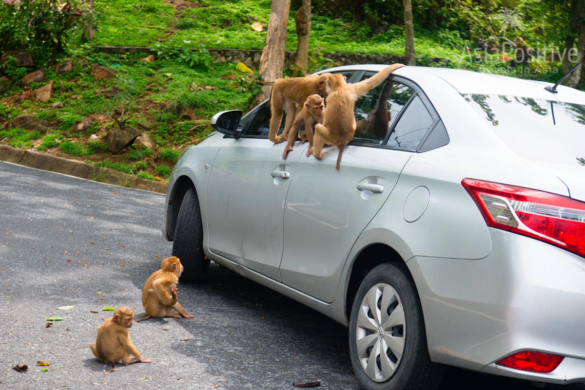 Never leave your car with open windows | Car rental in Phuket | Thailand | Travel AsiaPositive.com