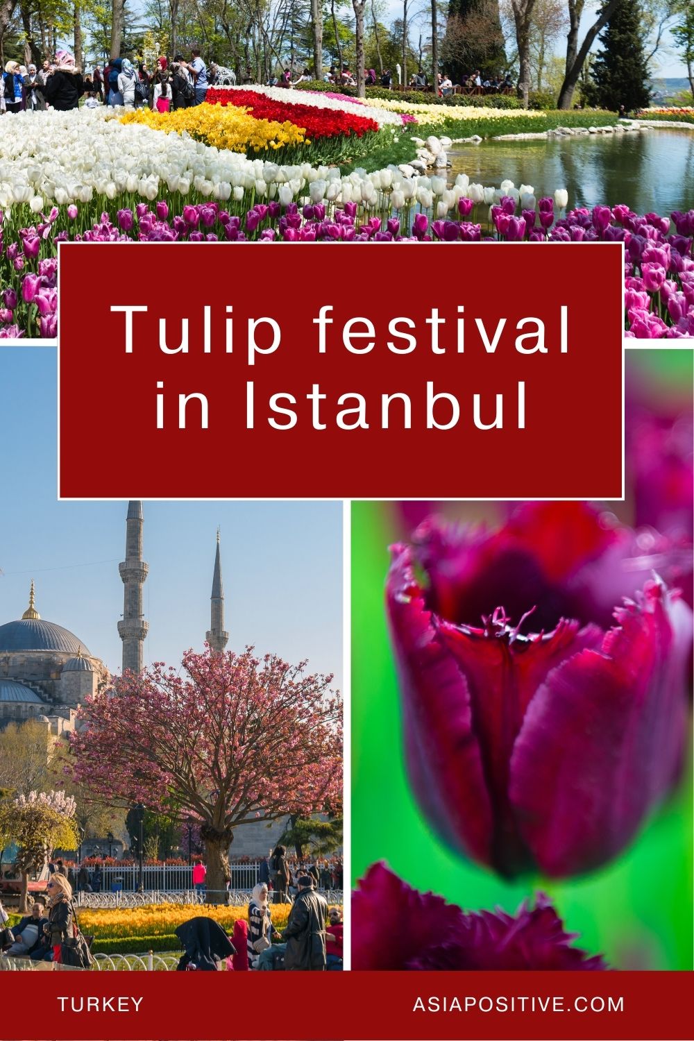 Tulip Festival in Istanbul - where and when to go