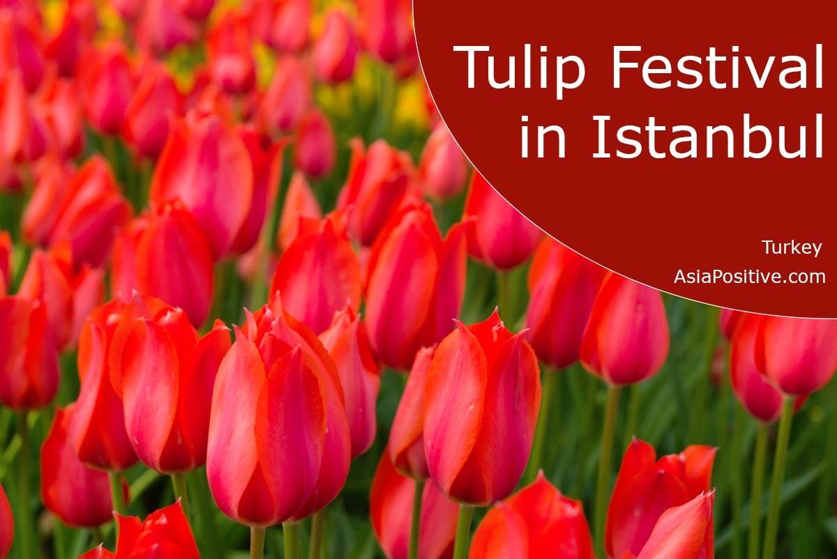 Tulip Festival in Istanbul - when and where it takes place, best parks, festival dates | Turkey 
