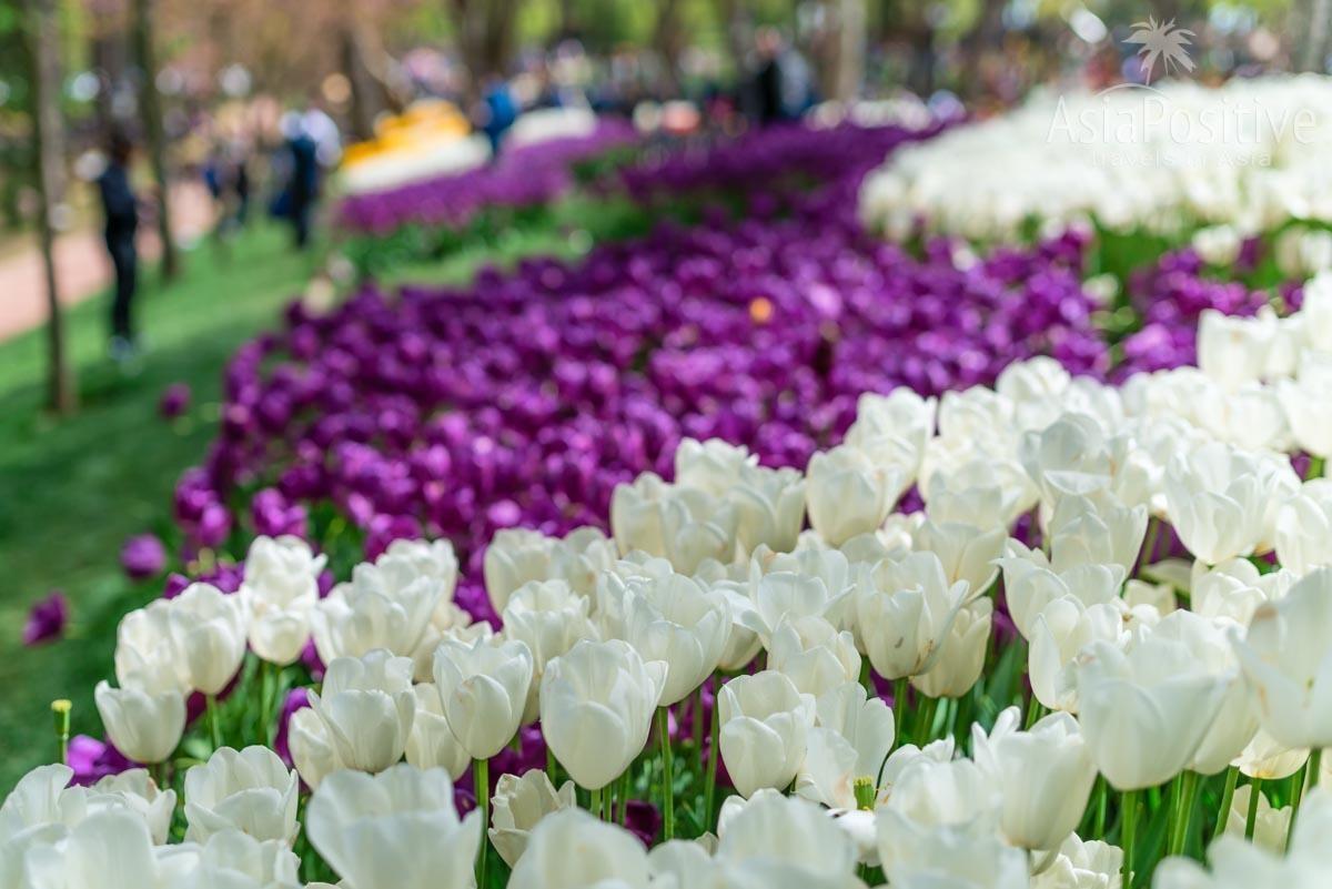 В апреле парки Стамбула покрыты ковром из тюльпанов | Когда лучше ехать в Стамбул | Путешествия с AsiaPositive.com