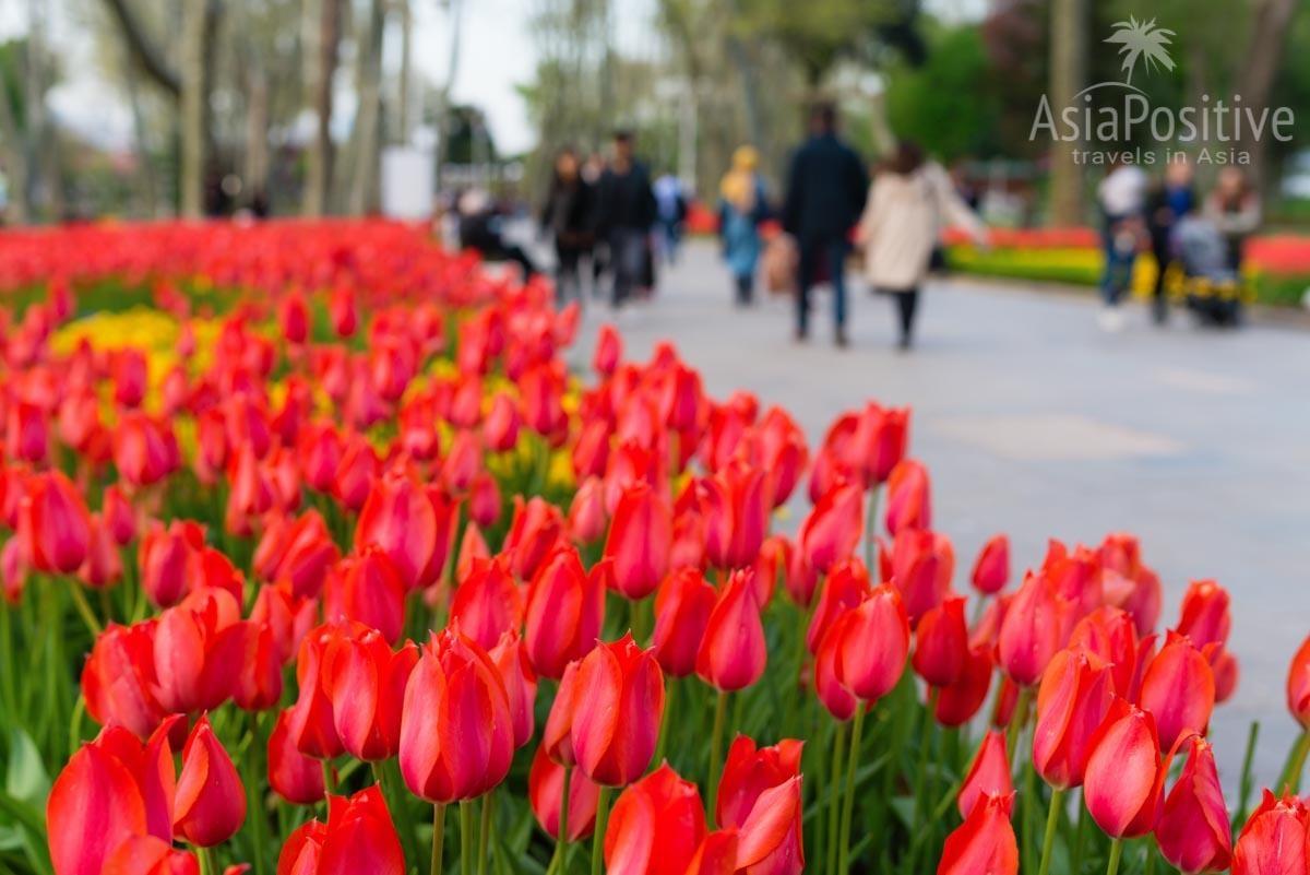 Gülhane Park in early May is lovely for a stroll