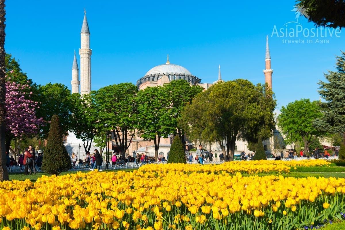 Tulips in Sultanahmet Park with the Blue Mosque in the background  | Turkey, Istanbul