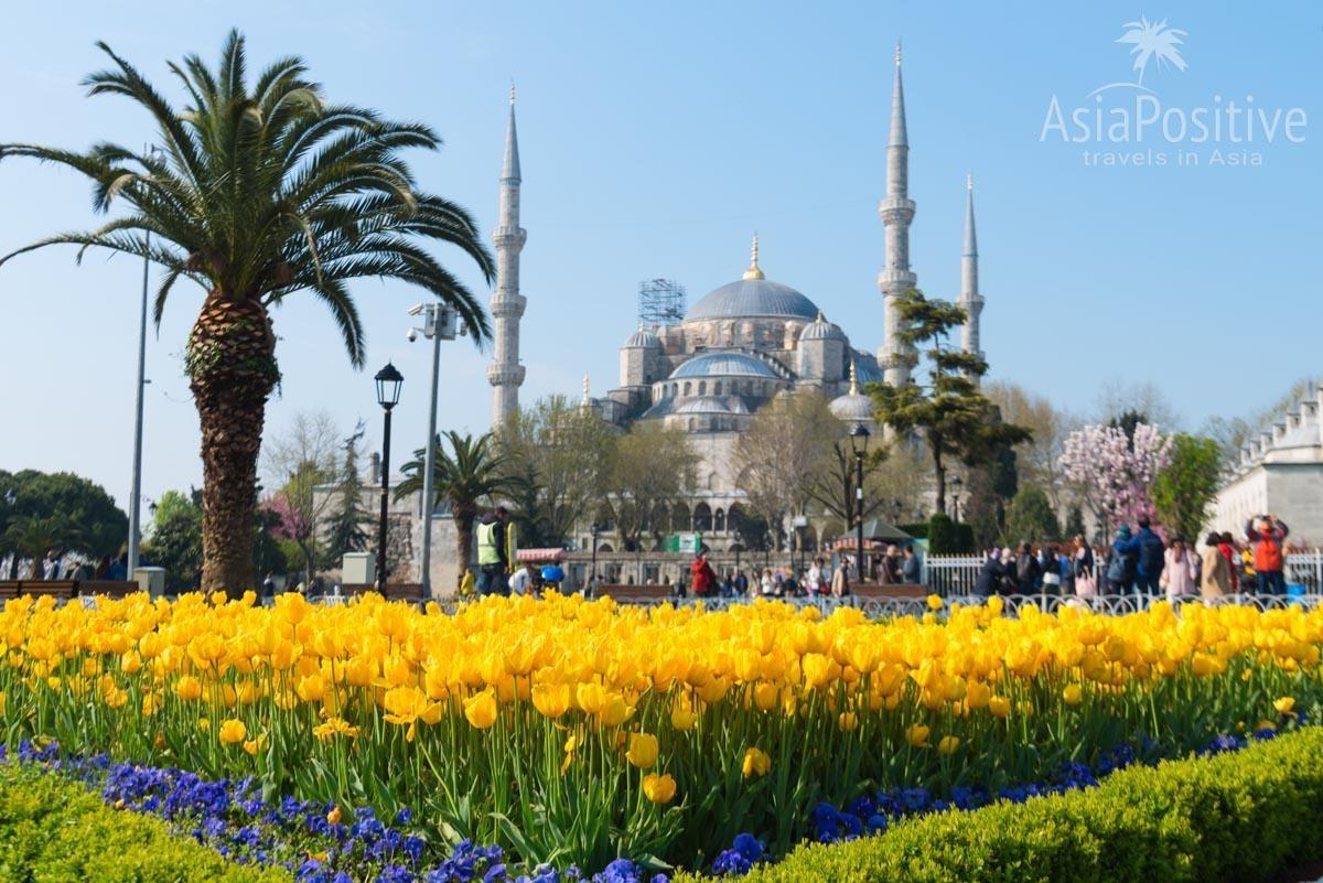 Тюльпаны на площади Султанахмет, на заднем плане Голубая Мечеть | Стамбул, Турция | Путешествия с AsiaPositive.com